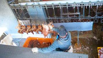 Workers removing dead hens from crates - Chickens would often arrive already dead. - Captured at E.T Chicken Processing, Llandilo NSW Australia.