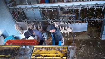 Chicken with head caught over shackle line - Chickens are sent through an electrified stun bath designed to paralyse them however some will become stuck on the shackle line, entering the kill room with their heads lifted clear of the water. - Captured at E.T Chicken Processing, Llandilo NSW Australia.