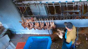 Chicken with head caught over shackle line - Chickens are sent through an electrified stun bath designed to paralyse them however some will become stuck on the shackle line, entering the kill room with their heads lifted clear of the water. - Captured at E.T Chicken Processing, Llandilo NSW Australia.