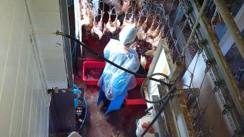 Layer hen sticking - Captured at E.T Chicken Processing, Llandilo NSW Australia.
