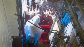 Small broiler chick on shackle line - This broiler chick was shackled despite too small to reach the stun bath. Their throat was slit while they were fully conscious. - Captured at E.T Chicken Processing, Llandilo NSW Australia.