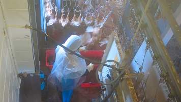 Layer hen sticking - Captured at E.T Chicken Processing, Llandilo NSW Australia.