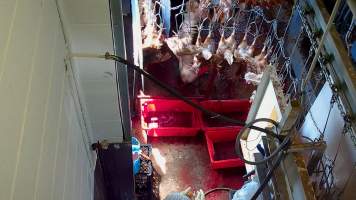 Hens flapping after sticking - Captured at E.T Chicken Processing, Llandilo NSW Australia.