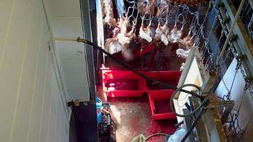 Hens flapping after sticking - Captured at E.T Chicken Processing, Llandilo NSW Australia.