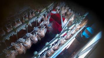 Hens on shackle line after sticking - Captured at E.T Chicken Processing, Llandilo NSW Australia.