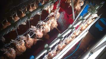 Hens on shackle line after sticking - Captured at E.T Chicken Processing, Llandilo NSW Australia.