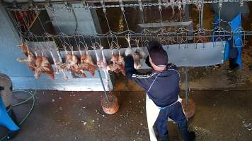 Workers shackling dead and defeathered chickens. - Captured at E.T Chicken Processing, Llandilo NSW Australia.