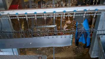 Dead chickens on kill room floor. - Captured at E.T Chicken Processing, Llandilo NSW Australia.