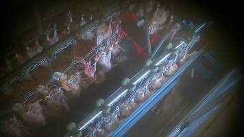 Dead and defeathered chickens reshackled - Captured at E.T Chicken Processing, Llandilo NSW Australia.