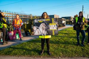 Melbourne Chicken Save Vigil - April 2025 - Memorial vigil in loving memory of Liz Dealey founder of Melbourne Chicken Save and Melbourne Chicken Rescue. - Captured at La Ionica Poultry, Thomastown VIC Australia.