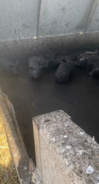 Pigs living in manure - Anonymously provided as part of a tip-off - Captured at Andgar Piggery, Dublin SA Australia.
