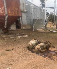 Dead pigs beside sheds - Anonymously provided as part of a tip-off - Captured at Dublin Piggery, Dublin SA Australia.