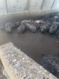 Pigs living in manure - Anonymously provided as part of a tip-off - Captured at Andgar Piggery, Dublin SA Australia.