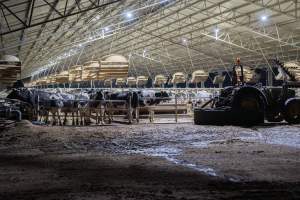 Cows in zero graze barn - In intensive dairy factory farms, cows are housed in large sheds where they are fed grain, hay and other fodder. Up to three times daily, they walk a short distance to a milking shed. These cows have no access to fresh grass and are not able to graze freely. - Captured at Calmo Farms, Calivil VIC Australia.