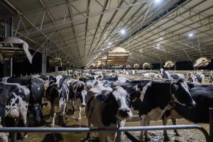 Cows in zero graze barn - In intensive dairy factory farms, cows are housed in large sheds where they are fed grain, hay and other fodder. Up to three times daily, they walk a short distance to a milking shed. These cows have no access to fresh grass and are not able to graze freely. - Captured at Calmo Farms, Calivil VIC Australia.