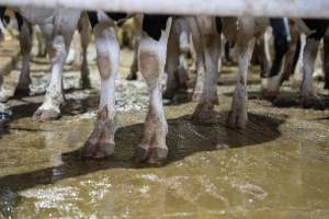 Cows standing on muddy, wet, concrete floors - The floors of zero graze barns are concrete which is hard on cows joints and hooves. They are often covered in mud and waste.
In intensive dairy factory farms, cows are housed in large sheds where they are fed grain, hay and other fodder. Up to three times daily, they walk a short distance to a milking shed. These cows have no access to fresh grass and are not able to graze freely. - Captured at Calmo Farms, Calivil VIC Australia.