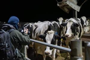 An investigator films cows in zero graze barn - Captured at Calmo Farms, Calivil VIC Australia.