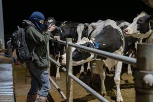 An investigator films cows in zero graze barn - Captured at Calmo Farms, Calivil VIC Australia.