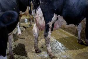 Cow with large udder - The floors of zero graze barns are concrete which is hard on cows joints and hooves. They are often covered in mud and waste. Milked up to three times a day to encourage extreme production, cows will often experience swollen, inflamed and painful udders. Conditions such as mastitis are also common.
In intensive dairy factory farms, cows are housed in large sheds where they are fed grain, hay and other fodder. Up to three times daily, they walk a short distance to a milking shed. These cows have no access to fresh grass and are not able to graze freely. - Captured at Calmo Farms, Calivil VIC Australia.