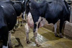 Cow with large udder - The floors of zero graze barns are concrete which is hard on cows joints and hooves. They are often covered in mud and waste. Milked up to three times a day to encourage extreme production, cows will often experience swollen, inflamed and painful udders. Conditions such as mastitis are also common.
In intensive dairy factory farms, cows are housed in large sheds where they are fed grain, hay and other fodder. Up to three times daily, they walk a short distance to a milking shed. These cows have no access to fresh grass and are not able to graze freely. - Captured at Calmo Farms, Calivil VIC Australia.