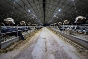 Cows in zero graze dairy - In intensive dairy factory farms, cows are housed in large sheds where they are fed grain, hay and other fodder. Up to three times daily, they walk a short distance to a milking shed. These cows have no access to fresh grass and are not able to graze freely. - Captured at Calmo Farms, Calivil VIC Australia.