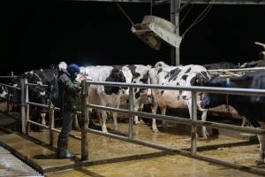 An investigator films cows in barn - In intensive dairy factory farms, cows are housed in large sheds where they are fed grain, hay and other fodder. Up to three times daily, they walk a short distance to a milking shed. These cows have no access to fresh grass and are not able to graze freely. - Captured at Calmo Farms, Calivil VIC Australia.
