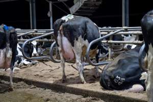 Cows in sand beds - Cows in dairy factory farms have access to sand beds, also known as loafing bays or stalls. These allow cows enough room to lay down off the hard concrete, but don't allow them to stretch their legs. - Captured at Calmo Farms, Calivil VIC Australia.
