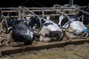Cows in sand beds - Cows in dairy factory farms have access to sand beds, also known as loafing bays or stalls. These allow cows enough room to lay down off the hard concrete, but don't allow them to stretch their legs. - Captured at Calmo Farms, Calivil VIC Australia.