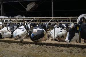 Cows in sand beds - Cows in dairy factory farms have access to sand beds, also known as loafing bays or stalls. These allow cows enough room to lay down off the hard concrete, but don't allow them to stretch their legs. - Captured at Calmo Farms, Calivil VIC Australia.