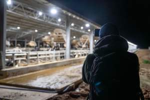 An investigator films cows in zero graze shed - Captured at Calmo Farms, Calivil VIC Australia.