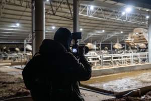 An investigator films cows in zero graze shed - Captured at Calmo Farms, Calivil VIC Australia.