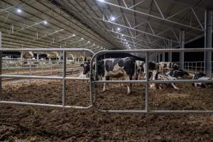 Maternity shed at dairy factory farm - Like most dairy farms, dairy factory farms use artificial insemination. When they are close to giving birth, cows are moved to a separate, maternity shed which has straw covering the concrete floor. Here they give birth and are briefly allowed to nurse their calf. Within 24 hours of birth, calves are removed from their mothers and moved to a separate pen. Female calves will be raised as replacement milkers, while male calves and any surplus females will be sent to slaughter at just five days old. - Captured at Calmo Farms, Calivil VIC Australia.