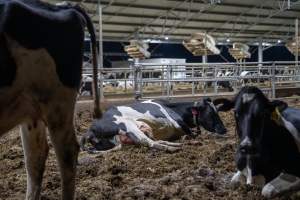Maternity shed at dairy factory farm - Like most dairy farms, dairy factory farms use artificial insemination. When they are close to giving birth, cows are moved to a separate, maternity shed which has straw covering the concrete floor. Here they give birth and are briefly allowed to nurse their calf. Within 24 hours of birth, calves are removed from their mothers and moved to a separate pen. Female calves will be raised as replacement milkers, while male calves and any surplus females will be sent to slaughter at just five days old. - Captured at Calmo Farms, Calivil VIC Australia.