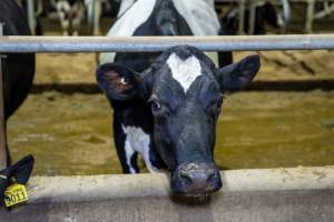 In intensive dairy factory farms, cows are housed in large sheds where they are fed grain, hay and other fodder. Up to three times daily, they walk a short distance to a milking shed. These cows have no access to fresh grass and are not able to graze freely. - Captured at Calmo Farms, Calivil VIC Australia.