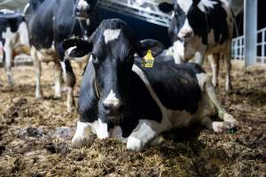 Like most dairy farms, dairy factory farms use artificial insemination. When they are close to giving birth, cows are moved to a separate, maternity shed which has straw covering the concrete floor. Here they give birth and are briefly allowed to nurse their calf. Within 24 hours of birth, calves are removed from their mothers and moved to a separate pen. Female calves will be raised as replacement milkers, while male calves and any surplus females will be sent to slaughter at just five days old. - Captured at Calmo Farms, Calivil VIC Australia.