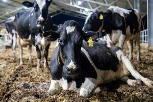 Like most dairy farms, dairy factory farms use artificial insemination. When they are close to giving birth, cows are moved to a separate, maternity shed which has straw covering the concrete floor. Here they give birth and are briefly allowed to nurse their calf. Within 24 hours of birth, calves are removed from their mothers and moved to a separate pen. Female calves will be raised as replacement milkers, while male calves and any surplus females will be sent to slaughter at just five days old. - Captured at Calmo Farms, Calivil VIC Australia.