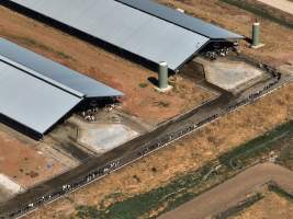 Drone flyover of zero graze sheds - Captured at Calmo Farms, Calivil VIC Australia.