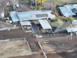 Calf sheds at Calmo Dairy - Within 24 hours of birth, calves are removed from their mothers and moved to a separate pen. Female calves will be raised as replacement milkers, while male calves and any surplus females will be sent to slaughter at just five days old. - Captured at Calmo Farms, Calivil VIC Australia.