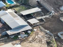 Drone flyover of Calf sheds - Within 24 hours of birth, calves are removed from their mothers and moved to a separate pen. Female calves will be raised as replacement milkers, while male calves and any surplus females will be sent to slaughter at just five days old. - Captured at Calmo Farms, Calivil VIC Australia.