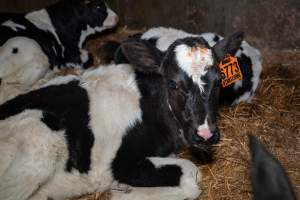 Calf in calf pen - Within 24 hours of birth, calves are removed from their mothers and moved to a separate pen. Female calves will be raised as replacement milkers, while male calves and any surplus females will be sent to slaughter at just five days old. - Captured at Vinnicombe dairy farm, Calivil VIC Australia.