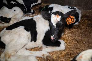 Calf in calf pen - Within 24 hours of birth, calves are removed from their mothers and moved to a separate pen. Female calves will be raised as replacement milkers, while male calves and any surplus females will be sent to slaughter at just five days old. - Captured at Vinnicombe dairy farm, Calivil VIC Australia.