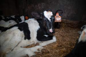 Calf in calf pen - Within 24 hours of birth, calves are removed from their mothers and moved to a separate pen. Female calves will be raised as replacement milkers, while male calves and any surplus females will be sent to slaughter at just five days old. - Captured at Vinnicombe dairy farm, Calivil VIC Australia.