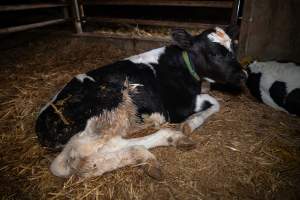 Calf in calf pen - Within 24 hours of birth, calves are removed from their mothers and moved to a separate pen. Female calves will be raised as replacement milkers, while male calves and any surplus females will be sent to slaughter at just five days old. - Captured at Vinnicombe dairy farm, Calivil VIC Australia.
