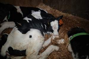 Calf in calf pen - Within 24 hours of birth, calves are removed from their mothers and moved to a separate pen. Female calves will be raised as replacement milkers, while male calves and any surplus females will be sent to slaughter at just five days old. - Captured at Vinnicombe dairy farm, Calivil VIC Australia.