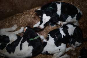 Calves in calf pen - Within 24 hours of birth, calves are removed from their mothers and moved to a separate pen. Female calves will be raised as replacement milkers, while male calves and any surplus females will be sent to slaughter at just five days old. - Captured at Vinnicombe dairy farm, Calivil VIC Australia.