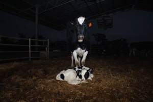 A mother cows stands protectively over her calf - Like most dairy farms, dairy factory farms use artificial insemination. When they are close to giving birth, cows are moved to a separate, maternity shed which has straw covering the concrete floor. Here they give birth and are briefly allowed to nurse their calf. Within 24 hours of birth, calves are removed from their mothers and moved to a separate pen. Female calves will be raised as replacement milkers, while male calves and any surplus females will be sent to slaughter at just five days old. - Captured at Vinnicombe dairy farm, Calivil VIC Australia.