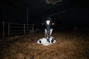A mother cows stands protectively over her calf - Like most dairy farms, dairy factory farms use artificial insemination. When they are close to giving birth, cows are moved to a separate, maternity shed which has straw covering the concrete floor. Here they give birth and are briefly allowed to nurse their calf. Within 24 hours of birth, calves are removed from their mothers and moved to a separate pen. Female calves will be raised as replacement milkers, while male calves and any surplus females will be sent to slaughter at just five days old. - Captured at Vinnicombe dairy farm, Calivil VIC Australia.