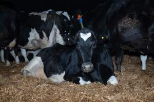 Dairy cow in maternity shed - Like most dairy farms, dairy factory farms use artificial insemination. When they are close to giving birth, cows are moved to a separate, maternity shed which has straw covering the concrete floor. Here they give birth and are briefly allowed to nurse their calf. Within 24 hours of birth, calves are removed from their mothers and moved to a separate pen. Female calves will be raised as replacement milkers, while male calves and any surplus females will be sent to slaughter at just five days old. - Captured at Vinnicombe dairy farm, Calivil VIC Australia.