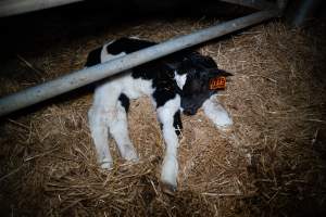 A calf sleeps on the floor of a maternity shed - Like most dairy farms, dairy factory farms use artificial insemination. When they are close to giving birth, cows are moved to a separate, maternity shed which has straw covering the concrete floor. Here they give birth and are briefly allowed to nurse their calf. Within 24 hours of birth, calves are removed from their mothers and moved to a separate pen. Female calves will be raised as replacement milkers, while male calves and any surplus females will be sent to slaughter at just five days old. - Captured at Vinnicombe dairy farm, Calivil VIC Australia.