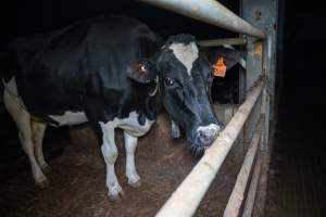 Cow in zero graze shed - In intensive dairy factory farms, cows are housed in large sheds where they are fed grain, hay and other fodder. Up to three times daily, they walk a short distance to a milking shed. These cows have no access to fresh grass and are not able to graze freely. - Captured at Vinnicombe dairy farm, Calivil VIC Australia.
